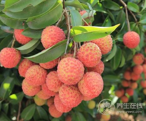 怎么吃荔枝不上火?学会5个方法 怎么吃荔枝不上火?学会5个方法