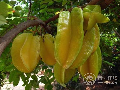 8月份不可错过的水果，味美营养养生