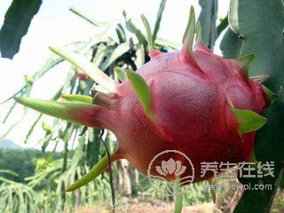 这5种水果，夏天为什么非吃不可？