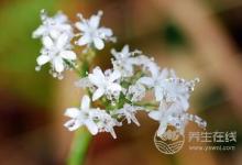 寒露后如何养生？寒露养生要点