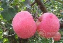 养生饮食就一定要清淡吗？夏季养生可以这样吃！