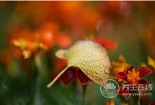 寒露时节适合老人养生运动的有哪些？
