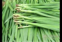 夏季什么食物有助身体杀菌