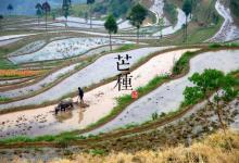 2018芒种时间_芒种是什么时候_吃什么养生_芒种习俗