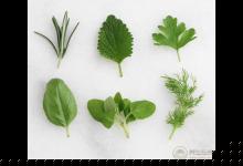 春季吃野菜 可口还能入药