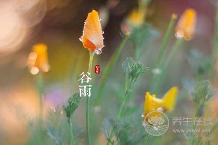 2019年谷雨是几月几号?