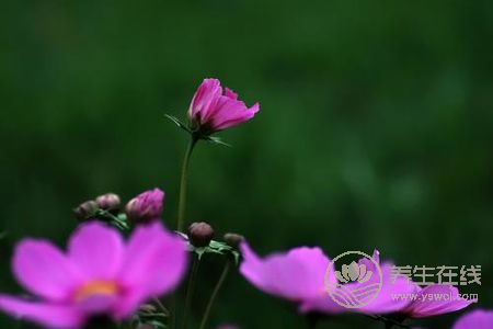处暑节气的含义是什么?处暑是哪个季节?-易网<a href=http://www.bryss.cn/ target=_blank class=infotextkey>健康养生</a>网 处暑节气的含义是什么?处暑是哪个季节?