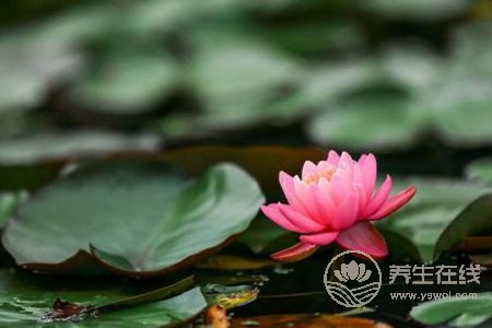 处暑节气的含义是什么?处暑是哪个季节?-易网健康养生网 处暑节气的含义是什么?处暑是哪个季节?