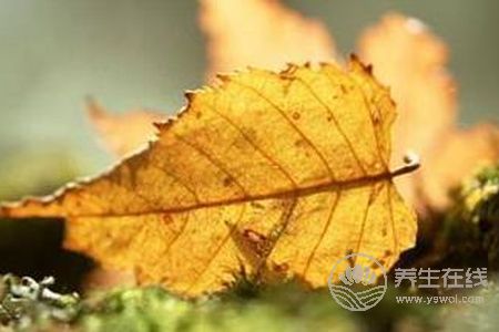 处暑如何防秋燥?处暑防秋燥食物有哪些?