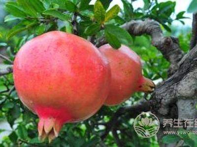 寒露有那些水果成熟?寒露节气的食疗食谱有哪些?