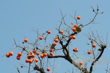 霜降养生食物有哪些?霜降节气吃柿子和栗子好处是什么?