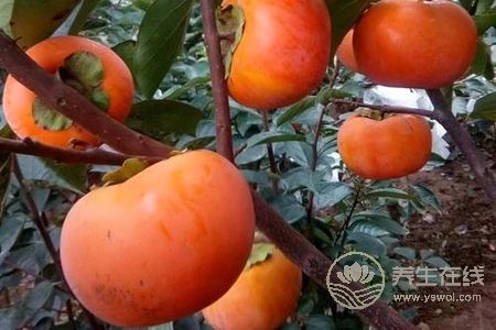 霜降养生食物有哪些?霜降节气吃柿子和栗子好处是什么?
