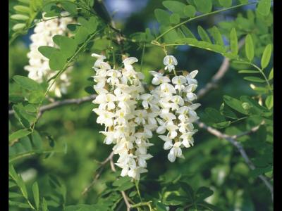 留住春天的味道——冻槐花饺子馅怎么做更美味？