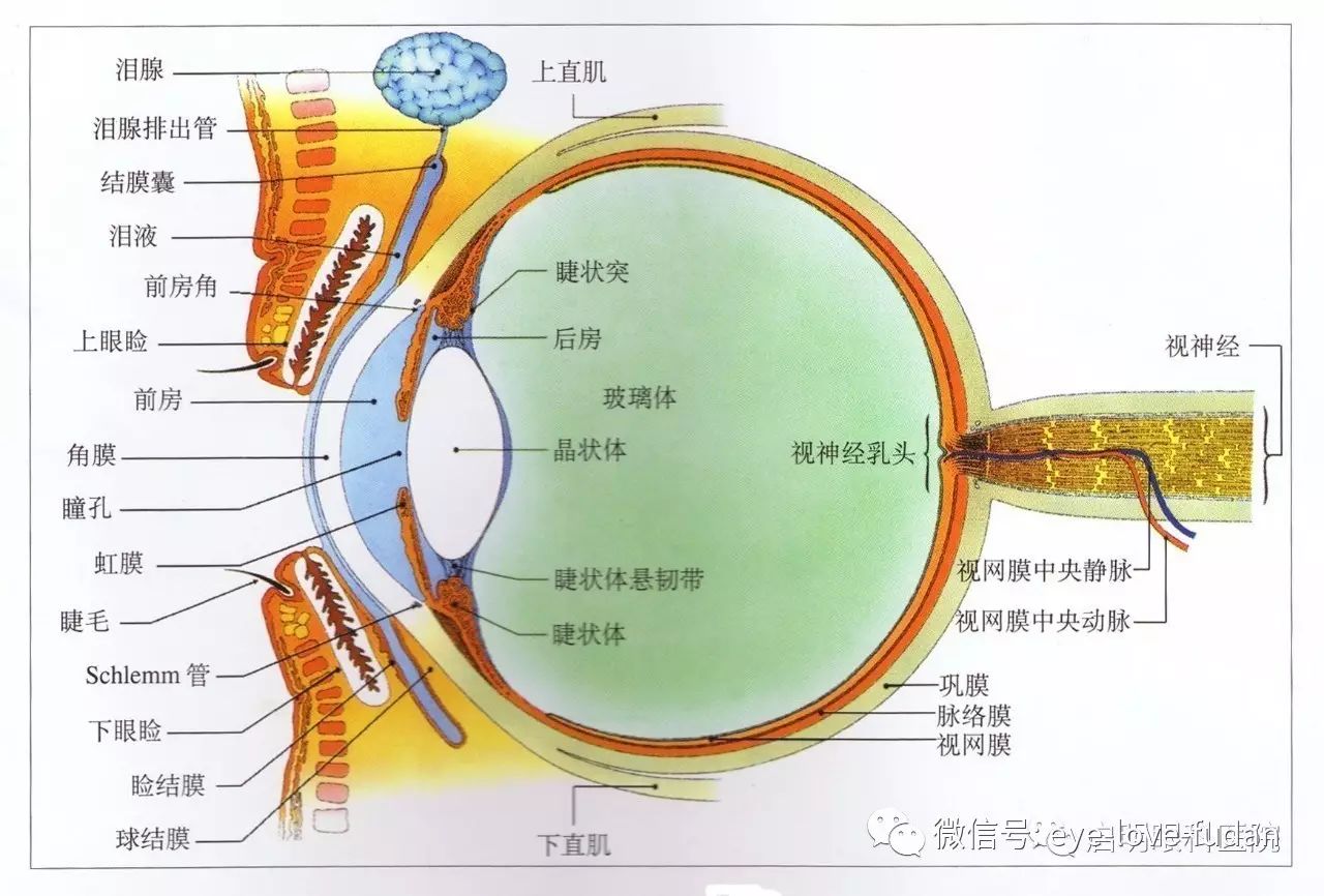 一步步发展成为高度近视的原因？您知道吗？