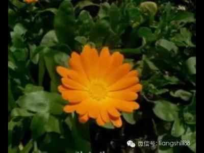黄斑变性等眼病必吃叶黄素