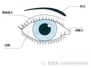 倒睫是怎么回事？自己可以用镊子拔吗?