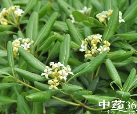 一朵云叶的功效与作用-禁忌-图片-食用方法-怎么吃-副作用