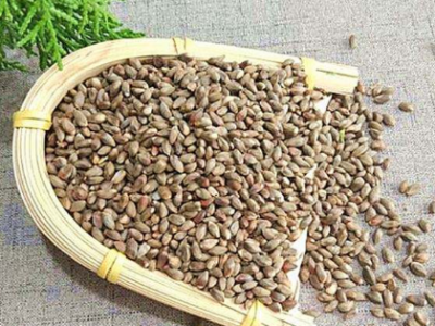 柏树籽的作用与功效