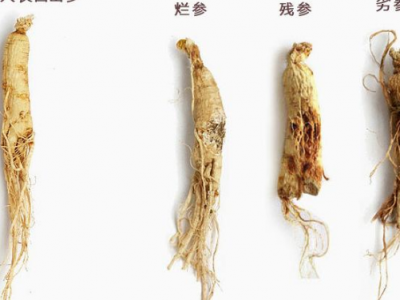 人参条的功效与作用及禁忌