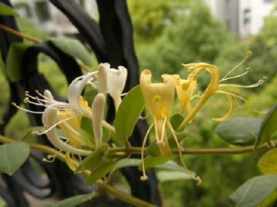金银花一般泡几根好（金银花泡水的正确方法）