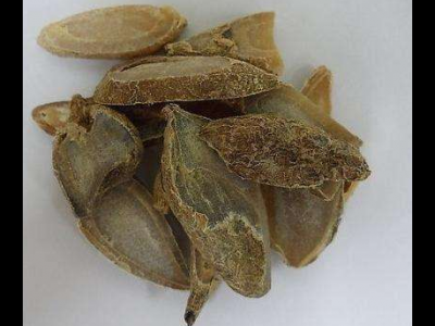 郁金的功效与作用及禁忌