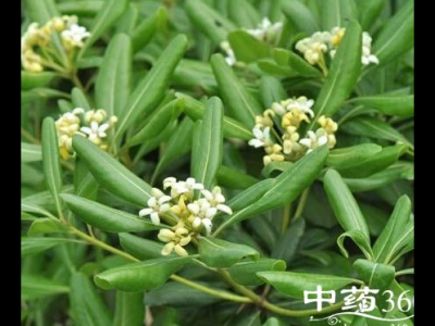 一朵云叶的功效与作用-禁忌-图片-食用方法-怎么吃-副作用