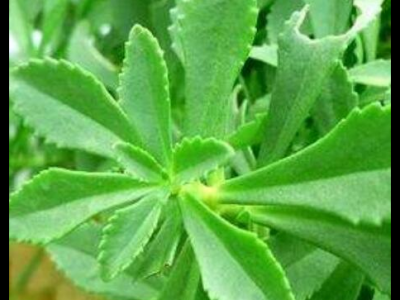 土田七的功效与作用_药用价值