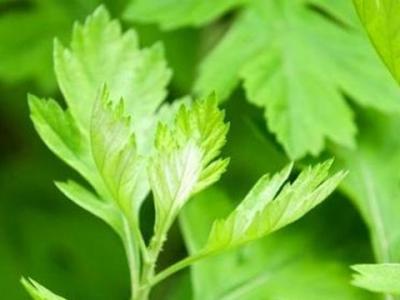 艾叶煮鸡蛋能保胎吗（艾叶煮鸡蛋的功效）