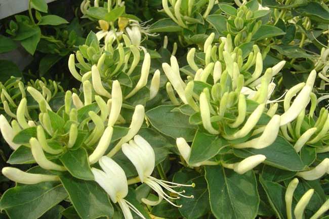 金银花叶子可以泡水喝吗