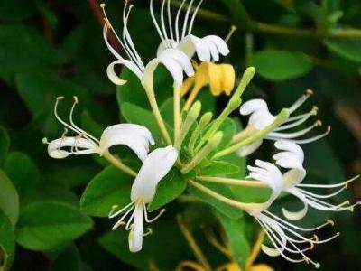 金银花长霉时什么样子？