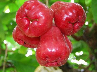 莲雾学名：莲雾，英文：Wax apple