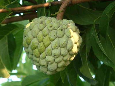 番荔枝学名：番荔枝，英文：Annona squamosa
