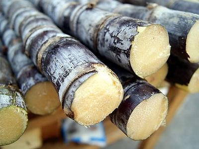 甘蔗学名：甘蔗，英文：Sugar cane