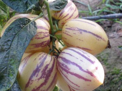人参果学名：人参果，英文：Ginseng fruit