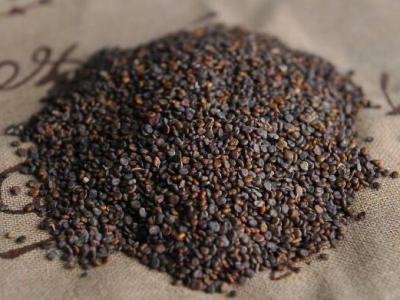 沙苑子泡水三大禁忌，十种人不能吃沙苑子(不能天天喝)