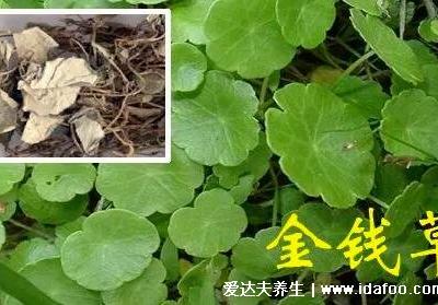 4种化结石的草药,金钱草是最常用的排石药(肾结石疼痛部位图)