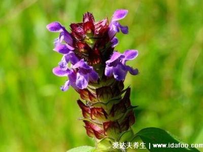 5种夏枯草的图片，夏枯草的功效与作用及食用方法